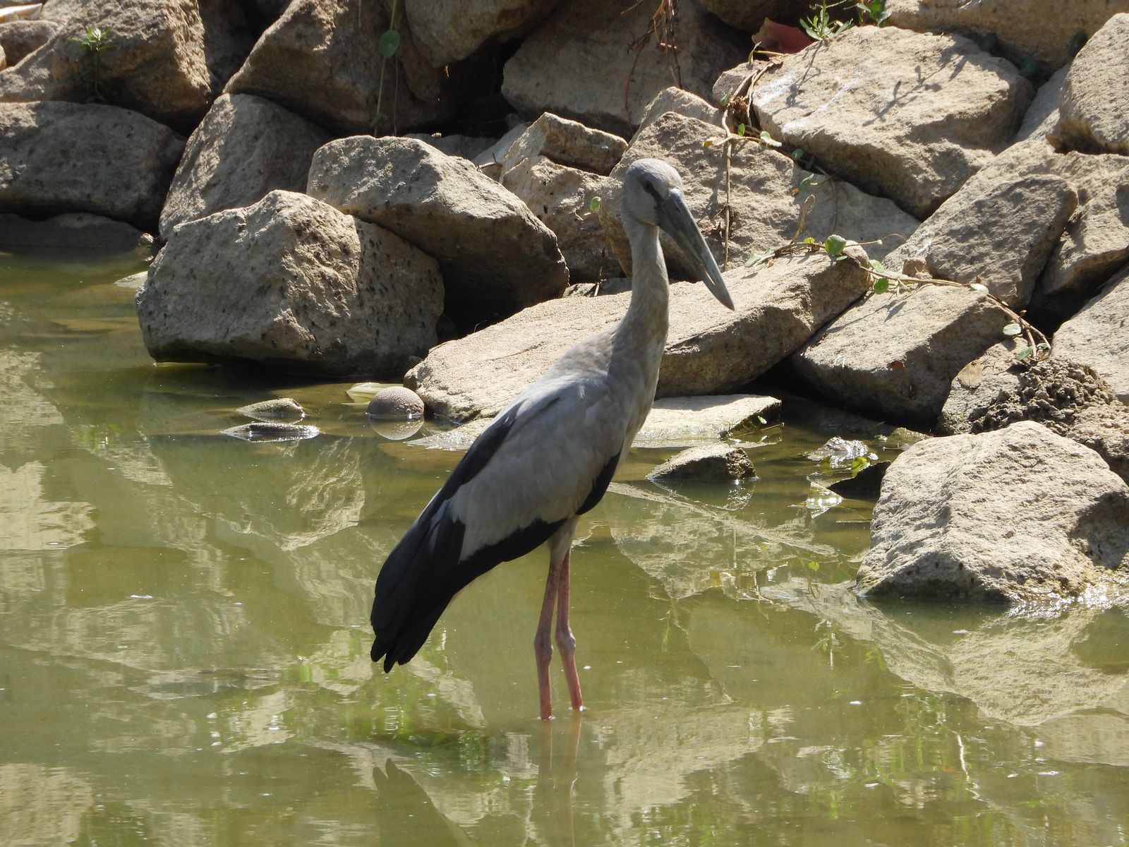 Bird Image